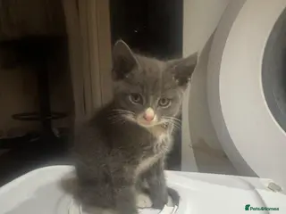 Mixed Breed cats Last Boy available - Advert 13