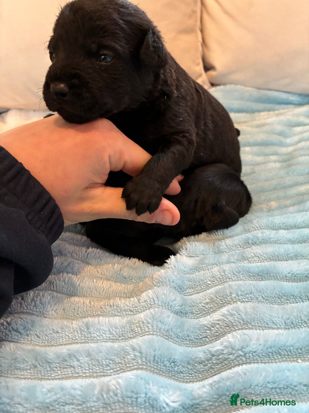 Patterdale Terrier dogs for sale: Patterdale pups  - Advert 2
