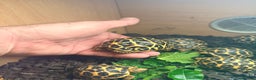 Tortoise reptiles for sale: Indian star tortoise  - Advert 7