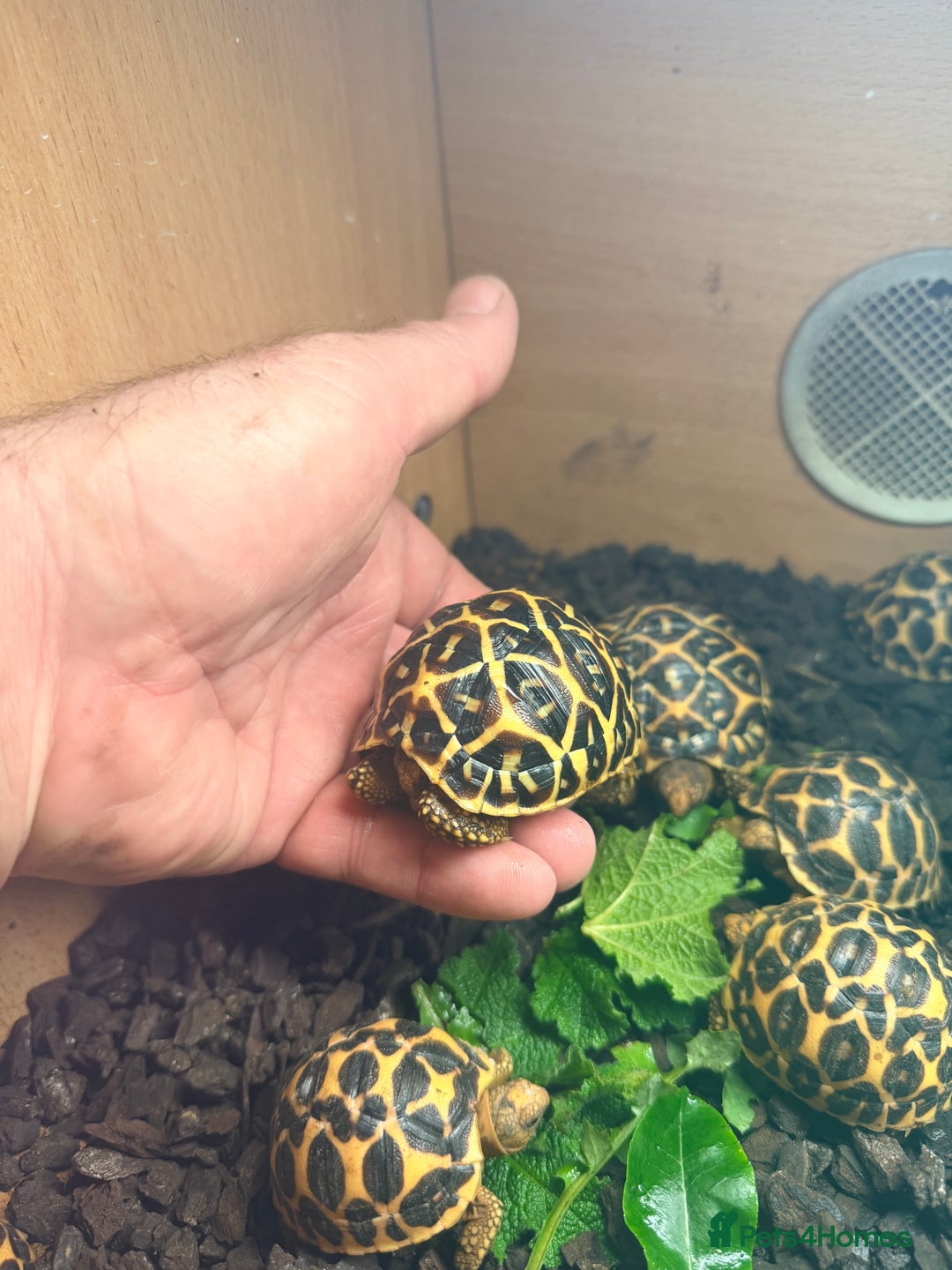 Tortoise reptiles for sale: Indian star tortoise  - Advert 7
