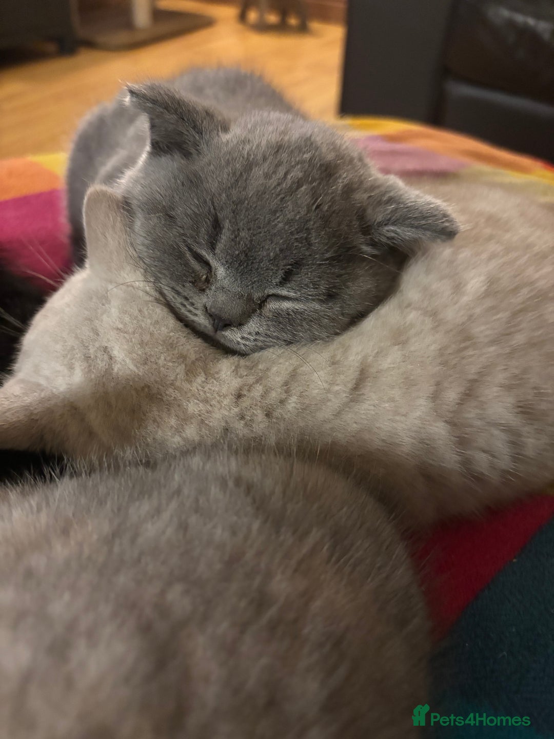 British Shorthair cats for sale: ⭐️Ready 23rd December⭐️ 2 left - British Shorthair - Advert 5