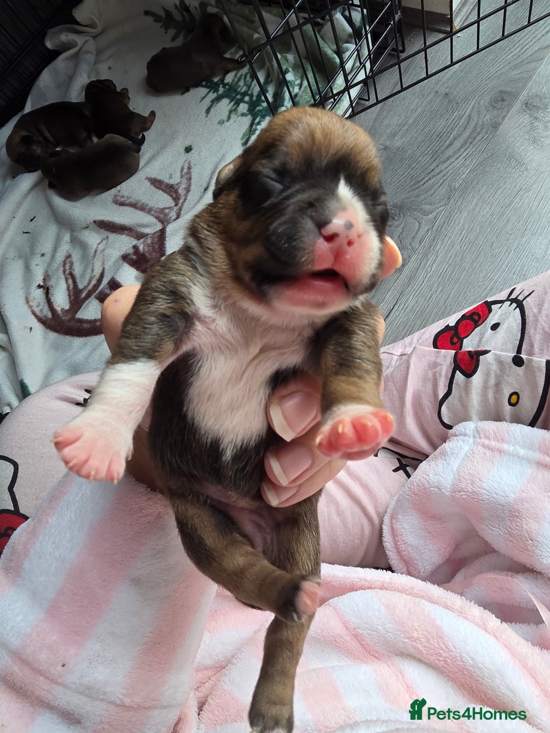 Mixed Breed dogs for sale: French bull jacks - Advert 10