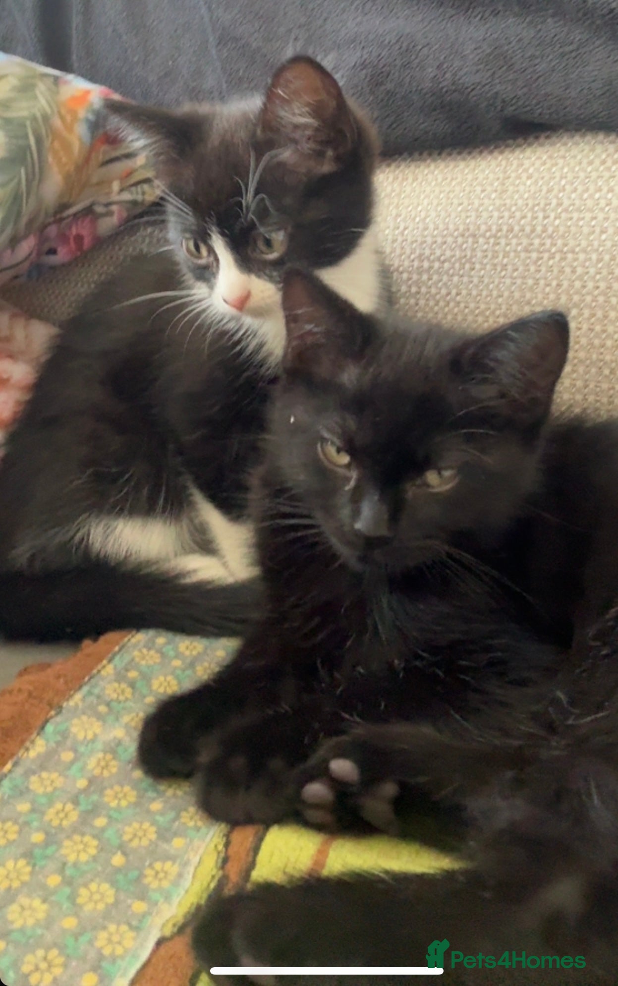 Mixed Breed cats Kittens  - Advert 8