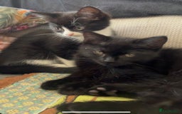 Mixed Breed cats for sale: Kittens  - Image 1