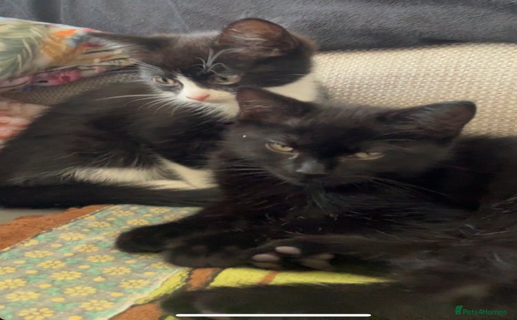 Mixed Breed cats - Advert 1