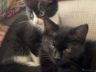 Mixed Breed cats - Advert 17