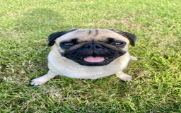 Pug dogs for sale: Stunning Fawn Pug KC Registered Litter - Image 19