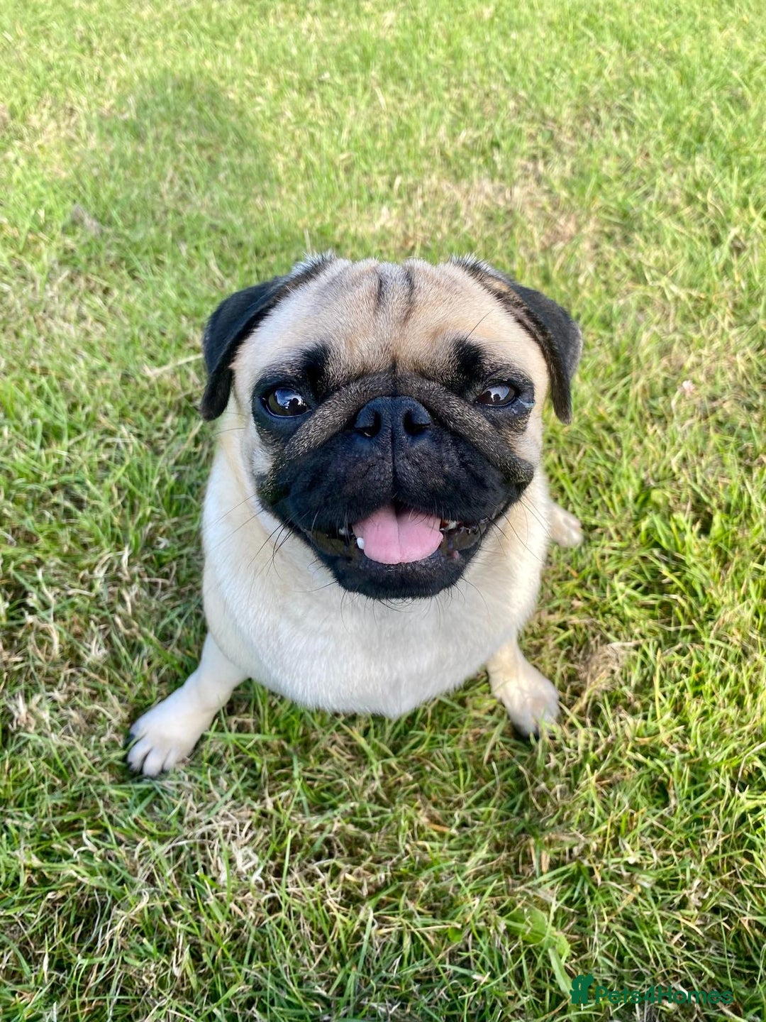 Pug dogs for sale: Stunning Fawn Pug KC Registered Litter - Image 19