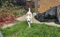 Mixed Breed dogs for adoption:  ARIEL with the bunny rabbit ears  - Image 9