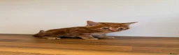 Mixed Breed cats for sale: 5 Adorable Mixed Breed Kittens  - Advert 3