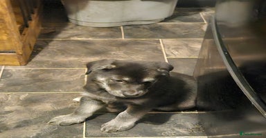 Mixed Breed dogs German sheperd x lab  - Advert 7