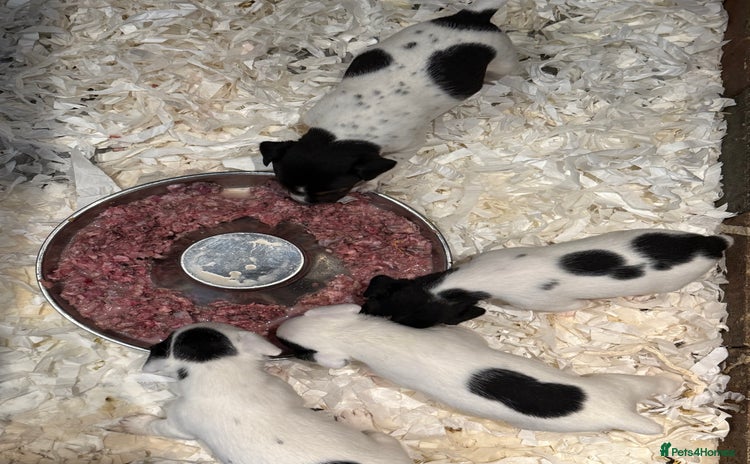 Jack Russell dogs - Advert 3