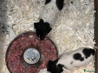 Jack Russell dogs - Advert 5