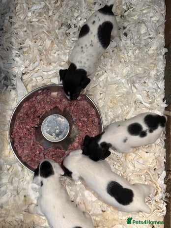 Jack Russell dogs - Advert 3