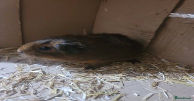 Guinea Pig rodents - Advert 10