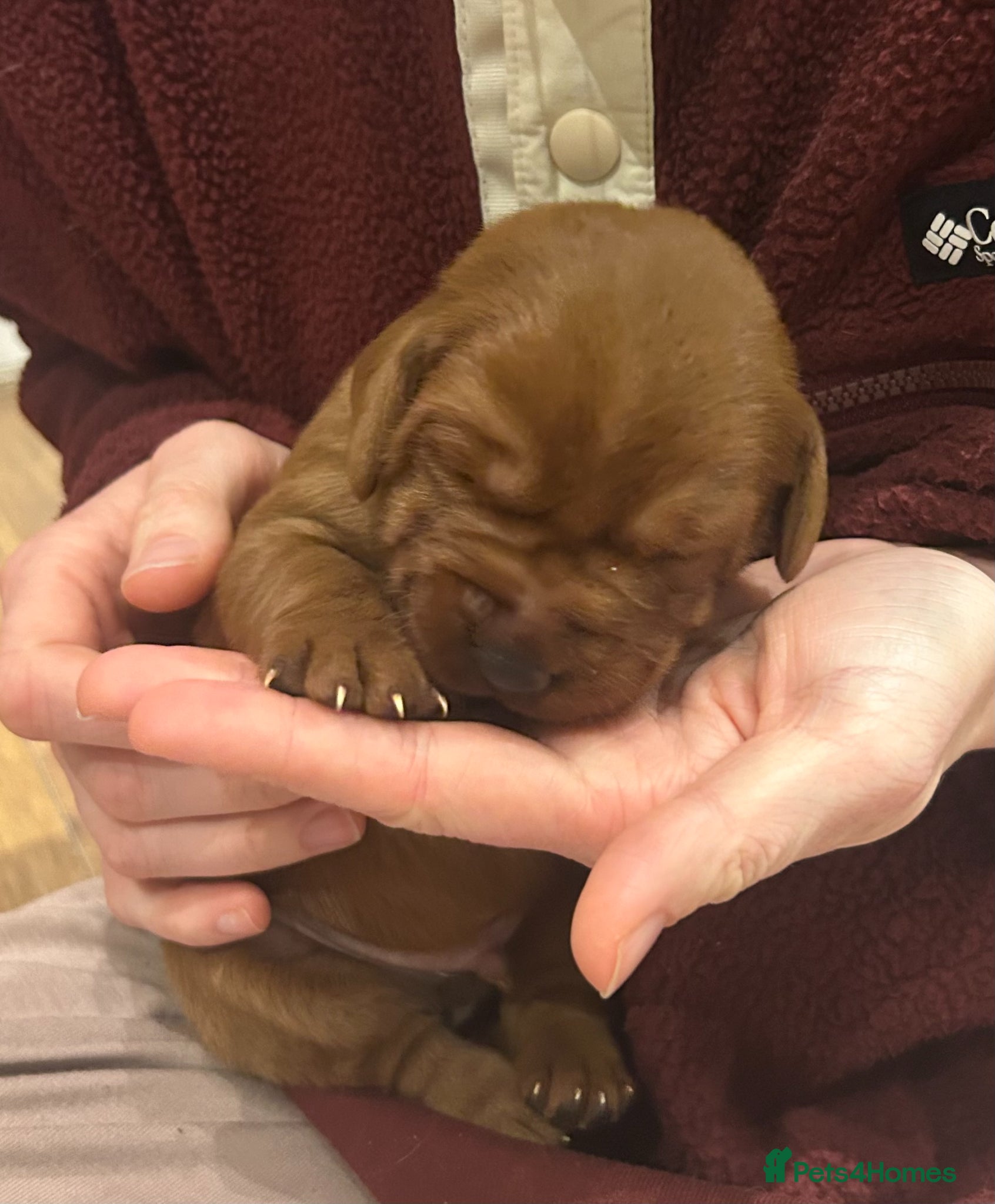 Labrador Retriever dogs Beautiful KC Fox Red Labrador puppies for sale  - Advert 2