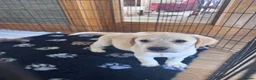 Labrador Retriever dogs for sale: Golden Labrador Puppies - Advert 3