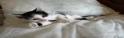 Mixed Breed cats for sale: 3 x Black & white kittens, 1 x boy, 2 x girl in Port Talbot - Advert 5