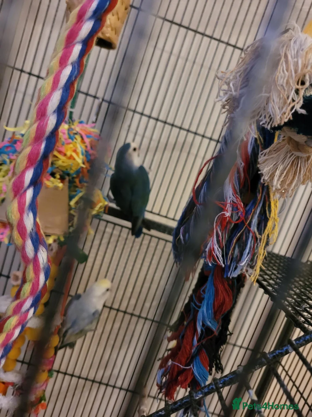 Lovebirds birds for sale: A male and female lovebirds  - Advert 2