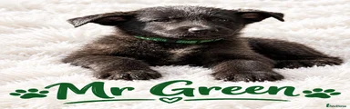 German Shepherd 4