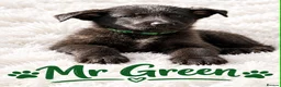 German Shepherd dogs for sale: 🐾 BEAUTIFUL GERMAN PUPPIES🐾 - Advert 6