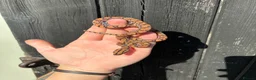 Boa Snake reptiles for sale: Brazilian Rainbow Boa babies - Advert 5