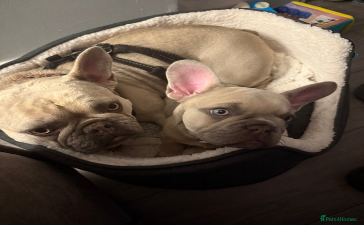 French Bulldog dogs - Advert 2