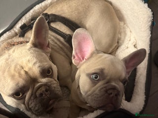 French Bulldog dogs - Advert 26