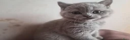 British Shorthair cats for sale: 3 British Shorthair Girls Lilac and Blue - Advert 14