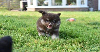 Pomsky dogs - Advert 12