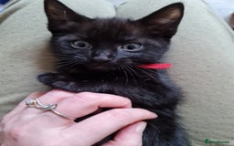 Mixed Breed cats for sale: 6 lovely devils are urgently looking for a human - Image 4