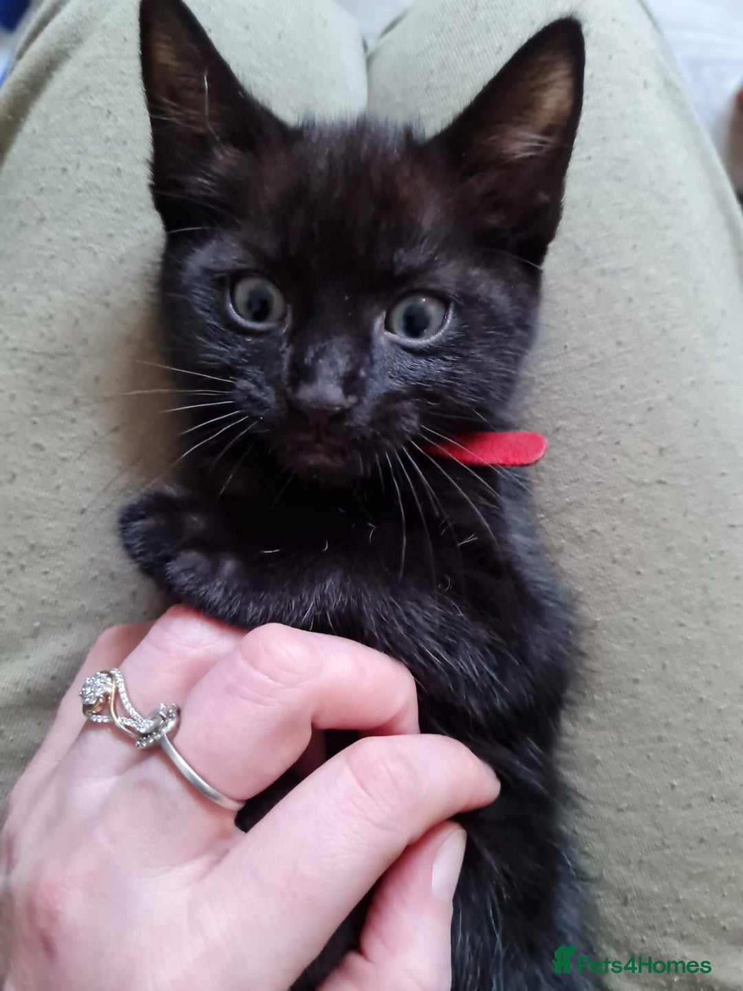 Mixed Breed cats for sale: 6 lovely devils are urgently looking for a human - Image 4
