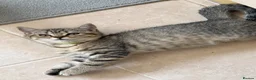 British Shorthair cats for sale: 🐾 Champion GCCF BSH Kittens 🐾 - Advert 3