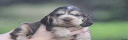 Cocker Spaniel dogs for sale: Fully Health Tested Show Type Cocker Spaniels  - Advert 22