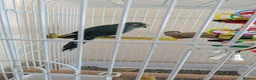 Parrots birds for sale: Blue male kakariki, cage available at cost. - Advert 3