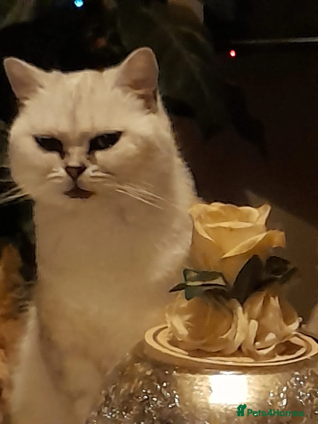 British Shorthair cats for sale: Beautiful British shorthair  - Advert 2