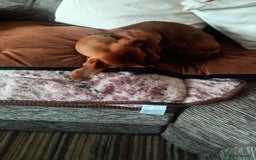 Dachshund dogs for sale: Beautiful mini Daschund  - Image 3