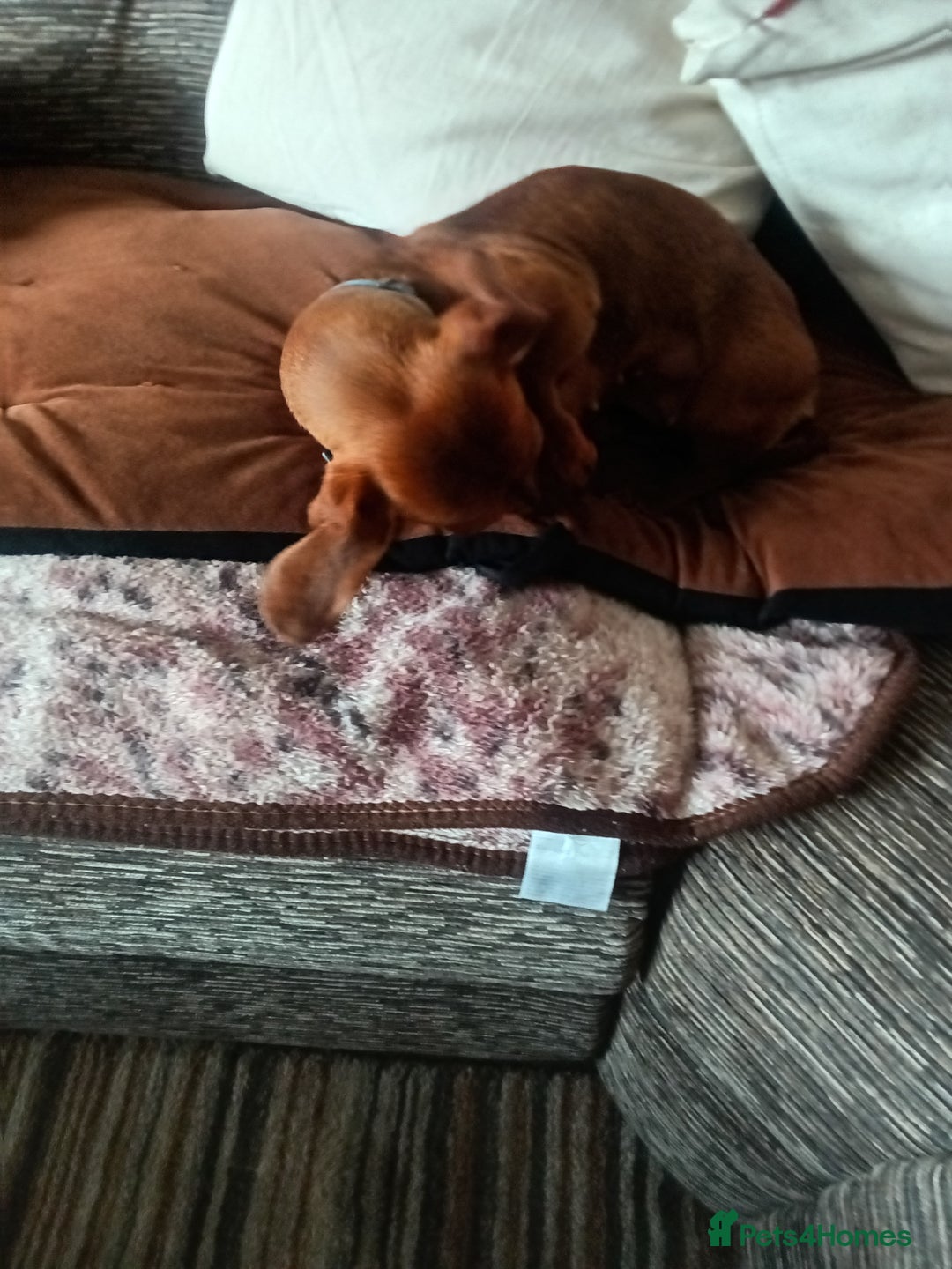Dachshund dogs for sale: Beautiful mini Daschund  - Image 3