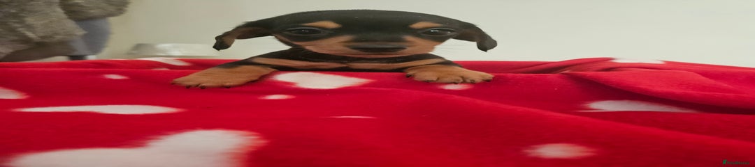 Miniature Dachshund Puppy 2