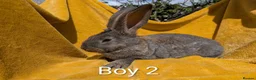Continental Giant rabbits for sale: Continental giants - Advert 2