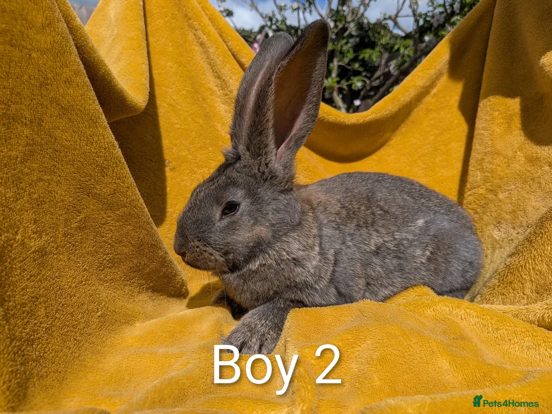 Continental Giant rabbits for sale: Continental giants - Advert 2