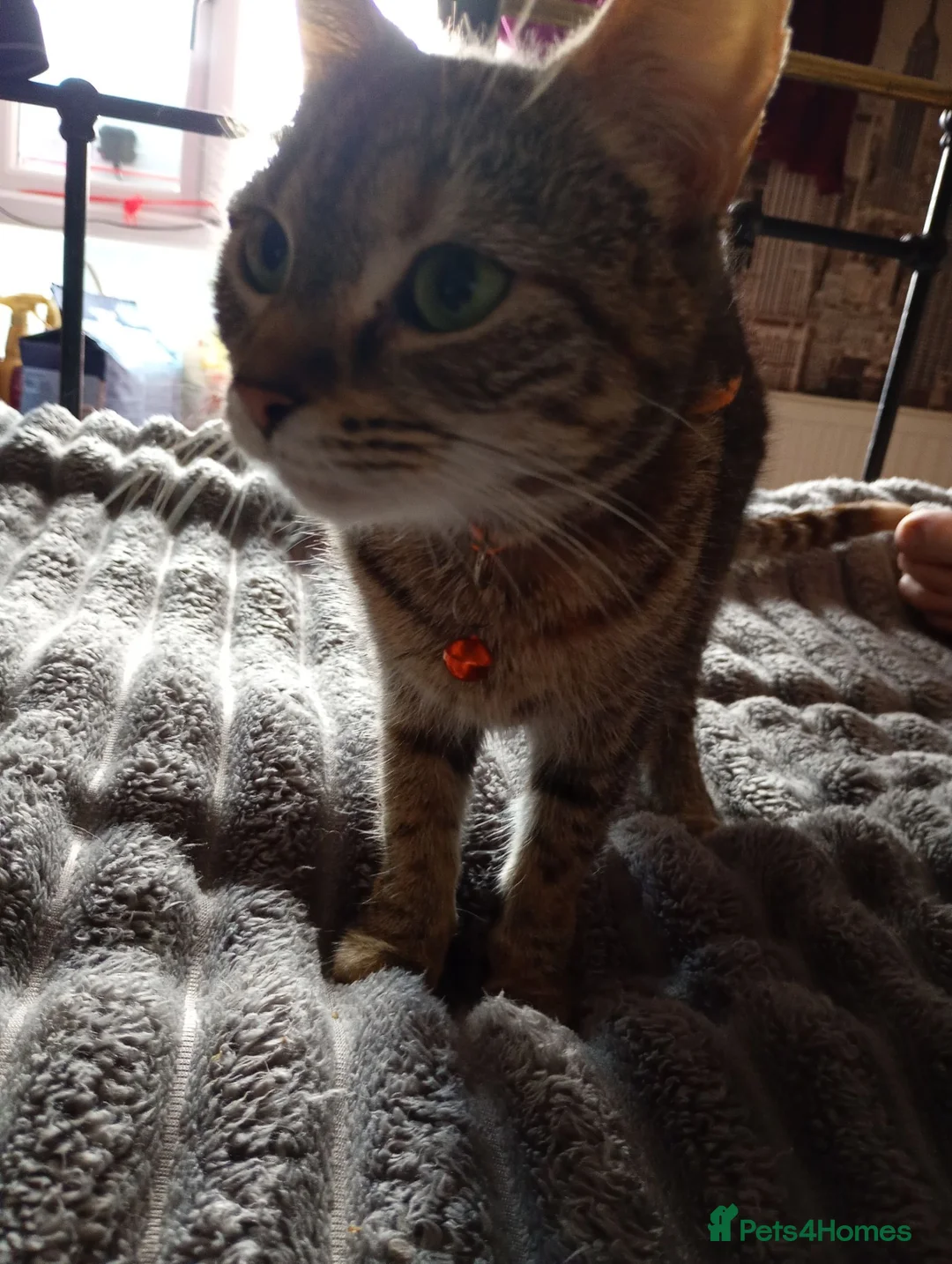 Maine Coon cats for sale: Maine coon cross  - Advert 1