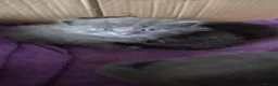 Mixed Breed cats for sale: Beautiful little male kittens - Advert 8