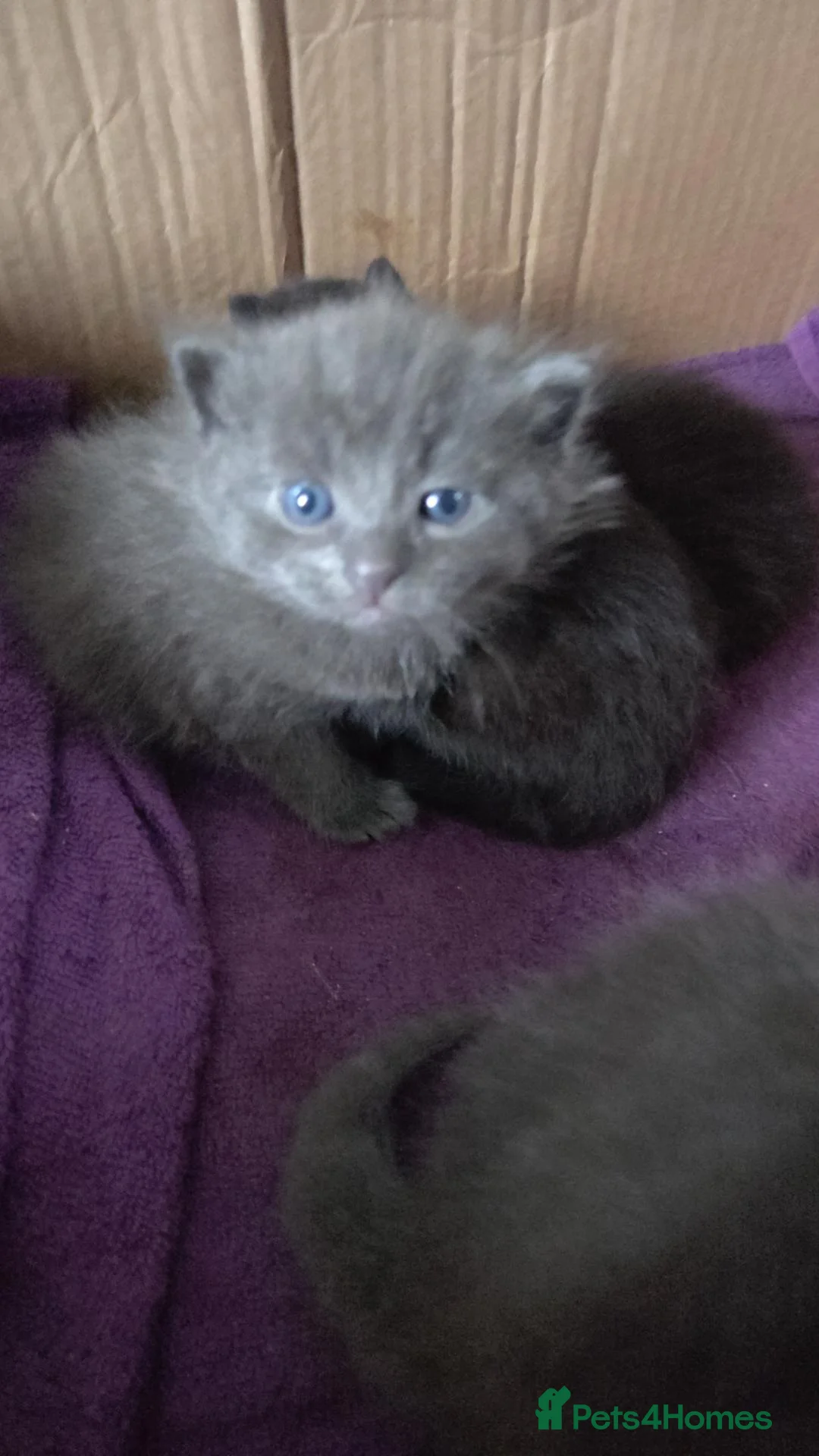 Mixed Breed cats for sale: Beautiful little male kittens - Advert 8