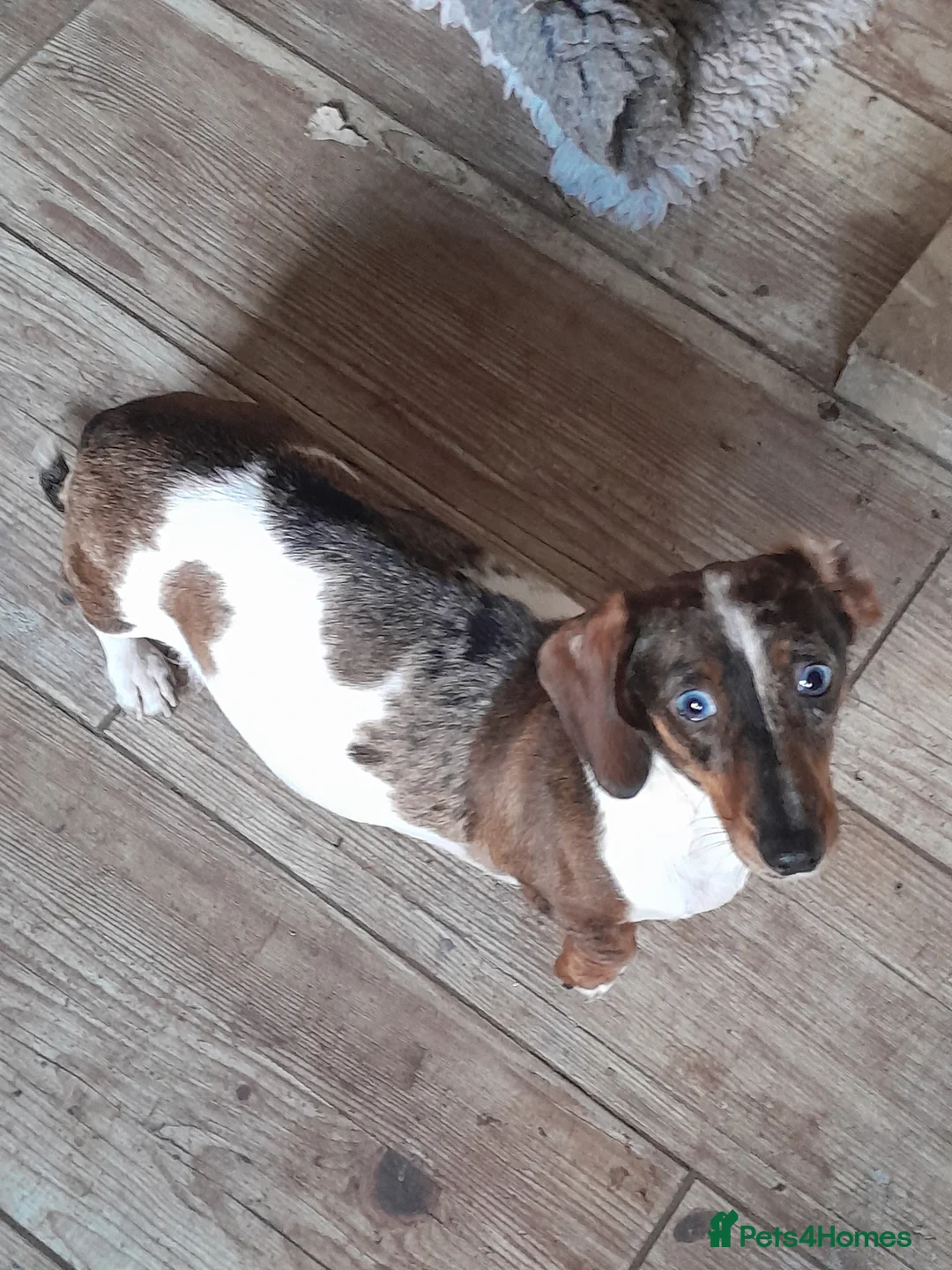 Doxiepoo dogs for sale: Toy Poodle x miniature dachshund - Advert 8