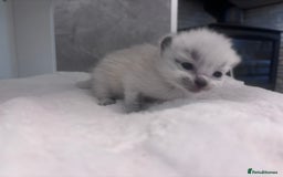 Ragdoll cats for sale: One gorgeous Ragdoll kitten available  - Image 5