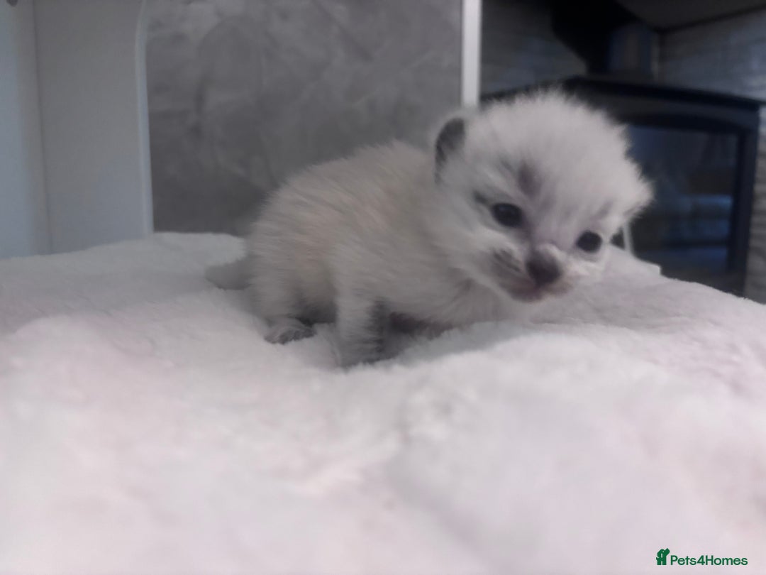 Ragdoll cats for sale: One gorgeous Ragdoll kitten available  - Image 5