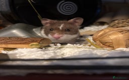 Hamster rodents for sale: ON HOLD Male hamster for adoption - Image 2
