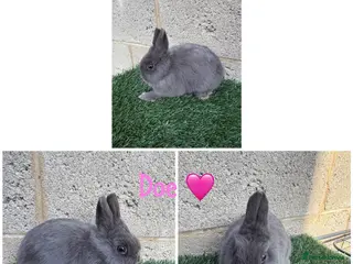 Netherland Dwarf rabbits Pure breed Netherlands dwarf females - Advert 5