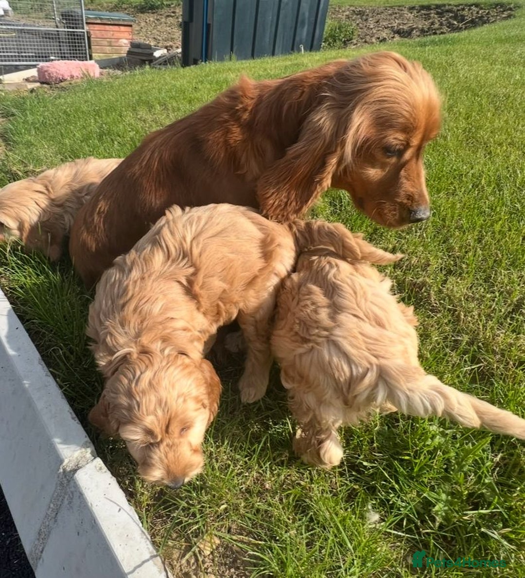 Cockapoo dogs for sale: COCKAPOO Puppies (Small Breed) - Advert 7